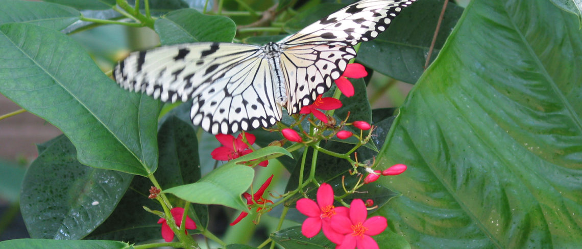 butterfly image