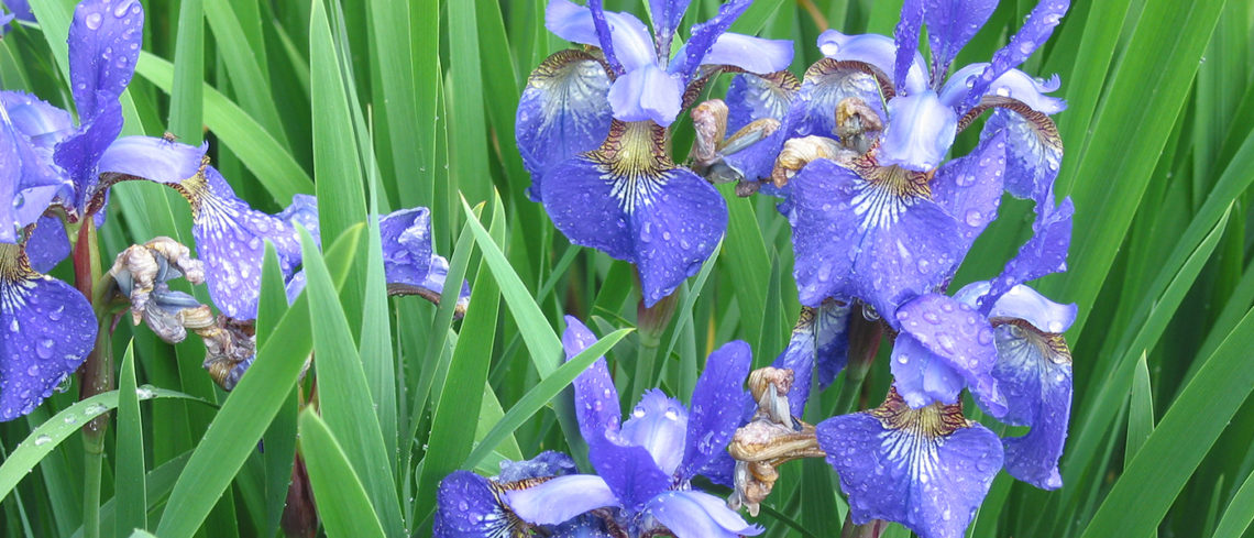 Purple flowers